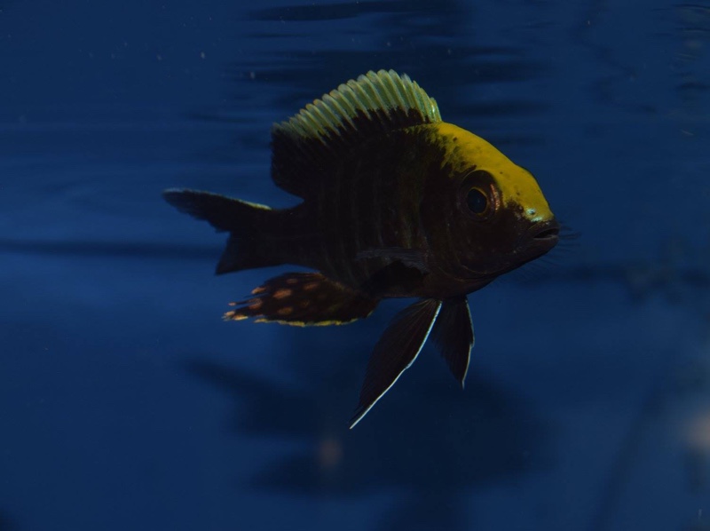 Aulonocara maylandi 'Liwewe Reef'